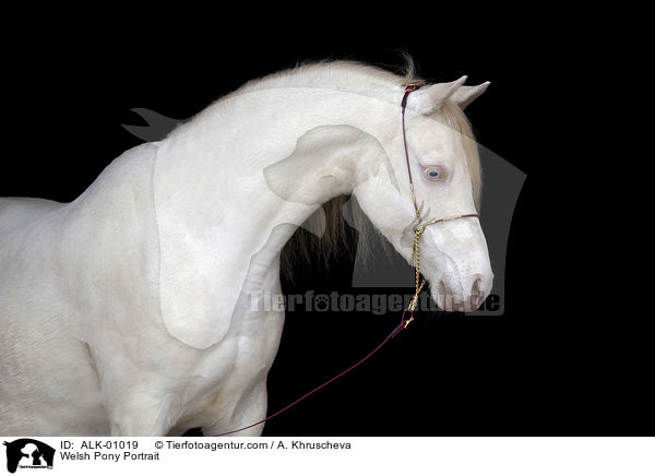 Welsh Pony Portrait / Welsh Pony Portrait / ALK-01019