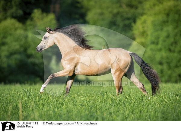 Welsh Pony / ALK-01171