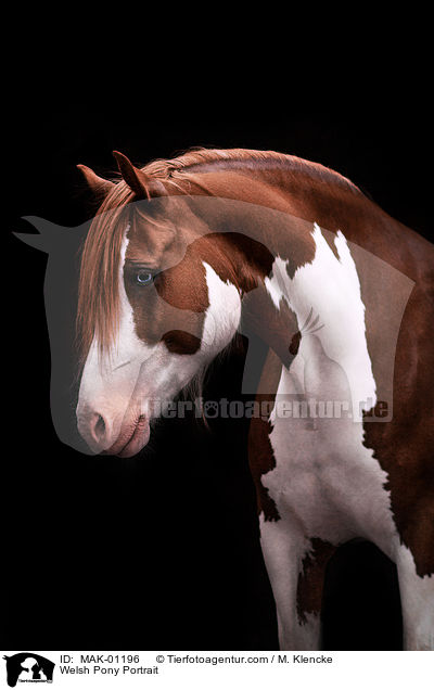 Welsh Pony Portrait / MAK-01196