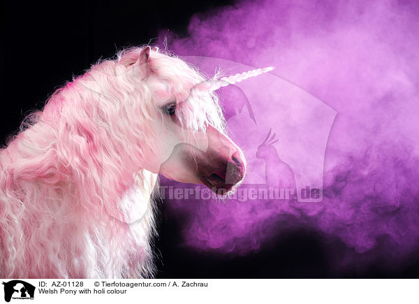 Welsh Pony mit Holi Farbe / Welsh Pony with holi colour / AZ-01128