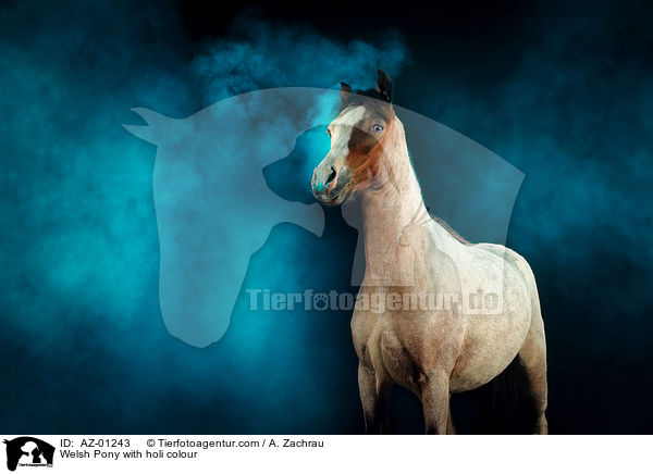 Welsh Pony mit Holi Farbe / Welsh Pony with holi colour / AZ-01243