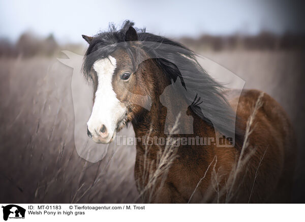 Welsh Pony im hohen Gras / Welsh Pony in high gras / MT-01183