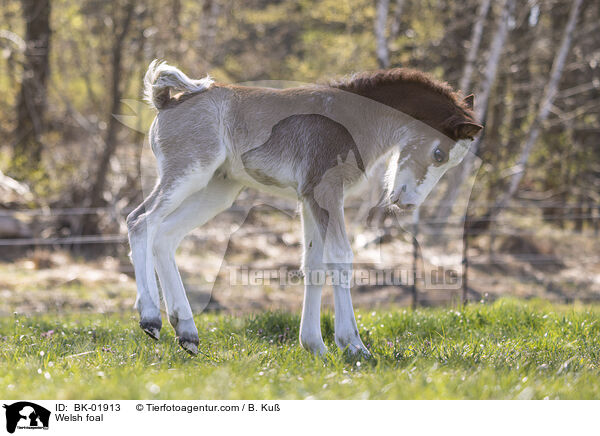 Welsh Fohlen / Welsh foal / BK-01913