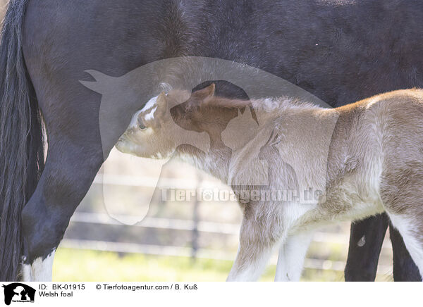 Welsh foal / BK-01915