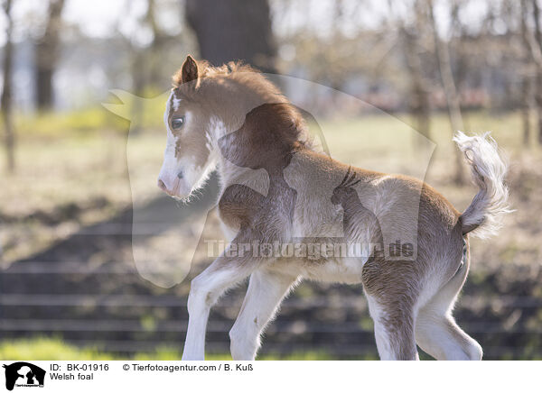 Welsh foal / BK-01916