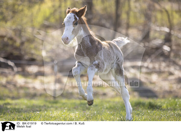 Welsh Fohlen / Welsh foal / BK-01919