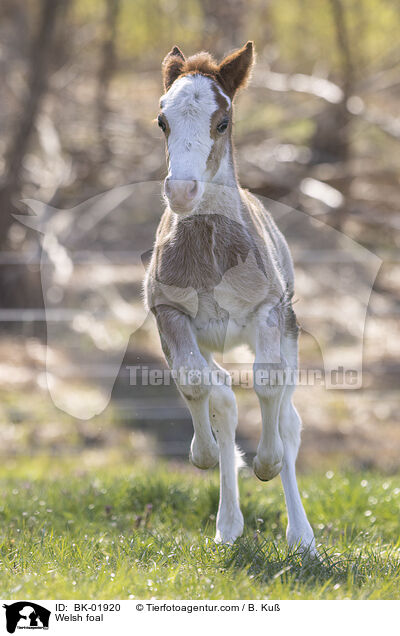 Welsh Fohlen / Welsh foal / BK-01920