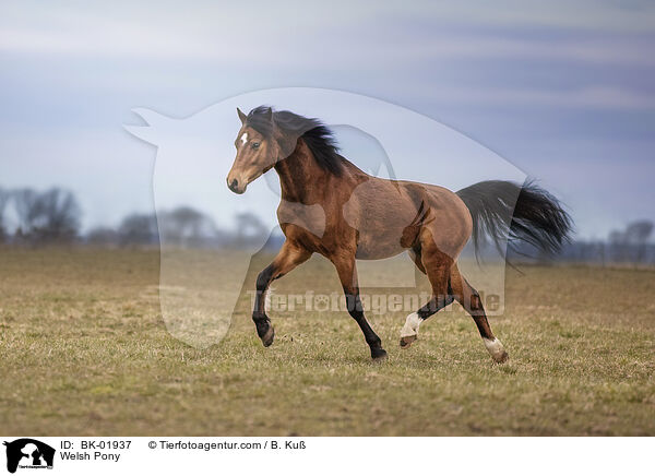 Welsh Pony / BK-01937