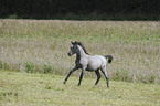 Welsh Pony foal