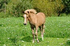 Welsh Pony foal