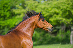 Welsh Pony Portrait