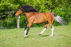 galloping Welsh Pony