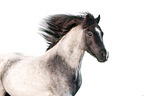 Welsh Pony portrait