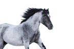 Welsh Pony portrait
