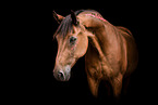 brown Welsh Pony