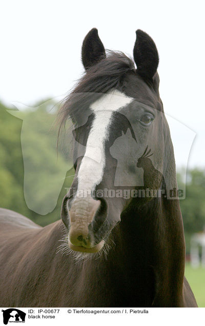 Pferd im Portrait / black horse / IP-00677