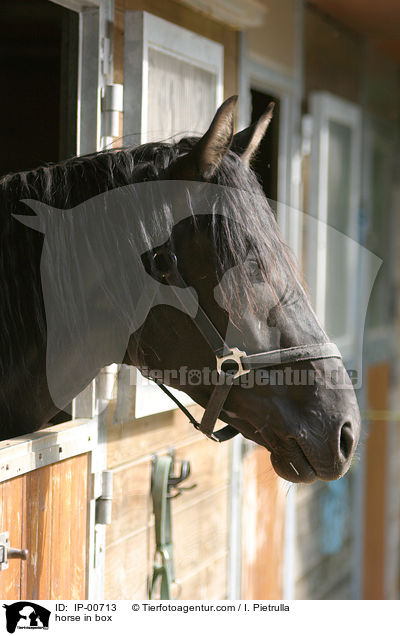 Pferd schaut aus seiner Auenbox / horse in box / IP-00713