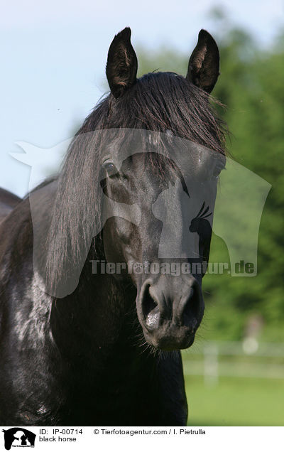 Rappe im Portrait / black horse / IP-00714