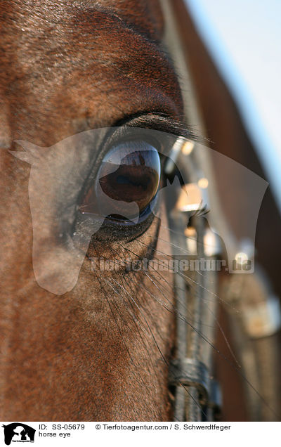 Pferdeauge / horse eye / SS-05679