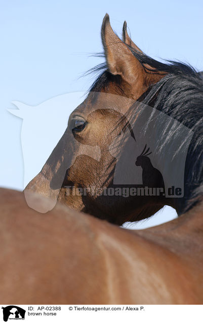 brauner Westfale / brown horse / AP-02388