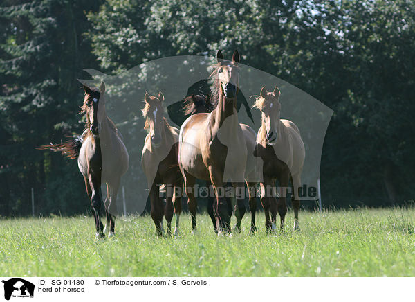 herd of horses / SG-01480