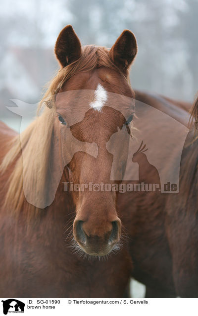 brown horse / SG-01590