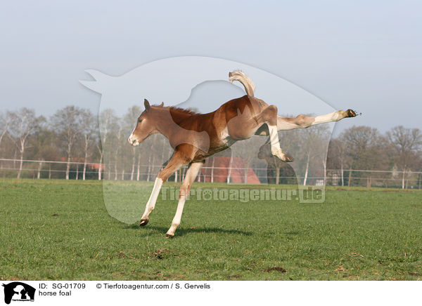 Westfalen Fohlen / horse foal / SG-01709