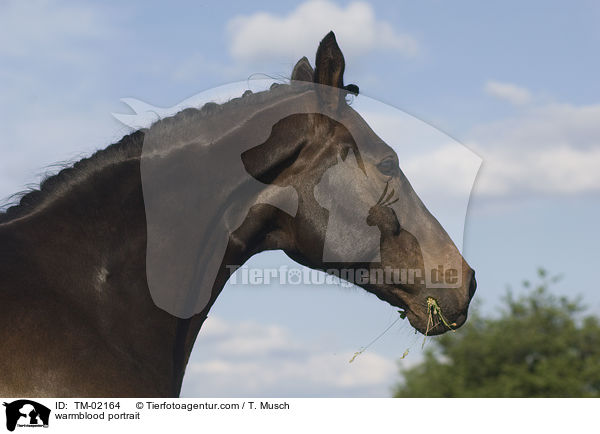 Westfale Portrait / warmblood portrait / TM-02164