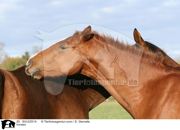 Westfalen / horses / SG-02514