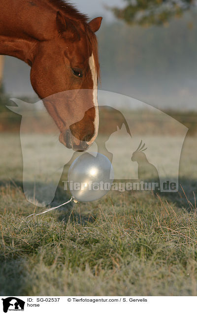 Westfale / horse / SG-02537