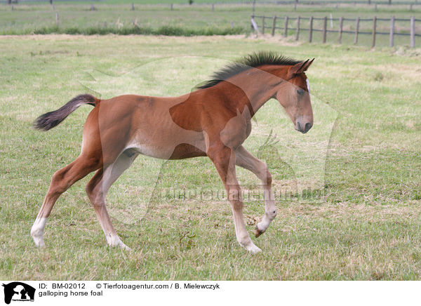 galloping horse foal / BM-02012