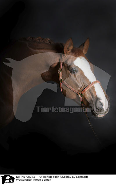 Westfale Portrait / Westphalian horse portrait / NS-05312