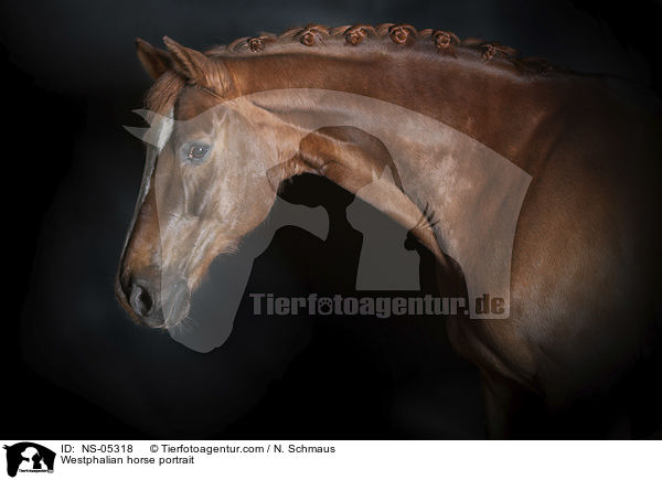Westfale Portrait / Westphalian horse portrait / NS-05318