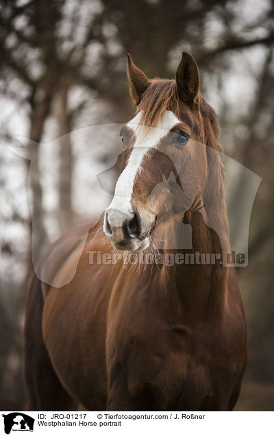 Westfale Portrait / Westphalian Horse portrait / JRO-01217