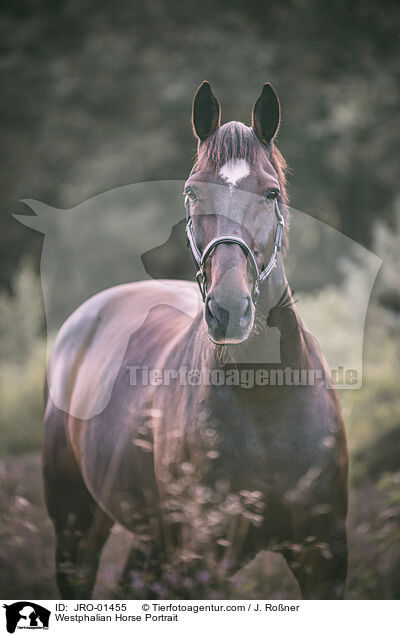 Westfale Portrait / Westphalian Horse Portrait / JRO-01455