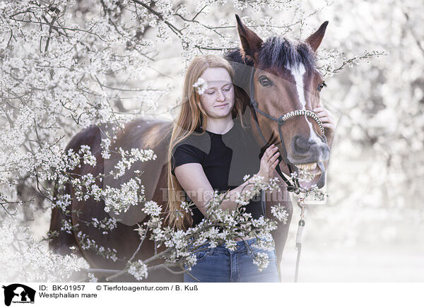 Westfalen Stute / Westphalian mare / BK-01957