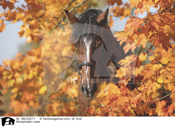 Westfalen Stute / Westphalian mare / BK-02011