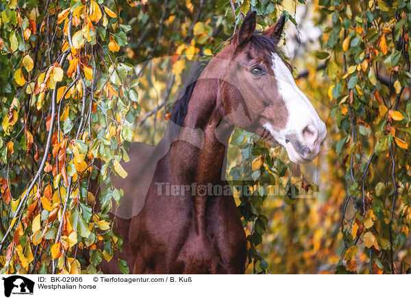 Westfale / Westphalian horse / BK-02966