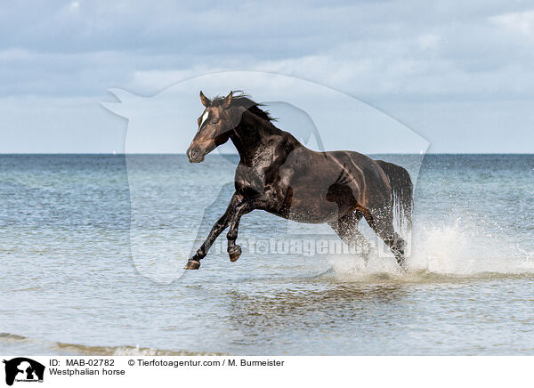 Westphalian horse / MAB-02782