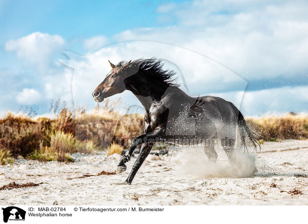 Westphalian horse / MAB-02784