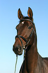 Westphalian horse portrait