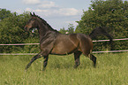 galloping warmblood