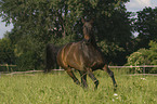 galloping warmblood