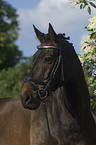 warmblood portrait