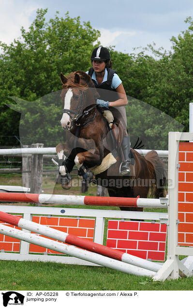 Westflisches Reitpony am Sprung / jumping pony / AP-05228