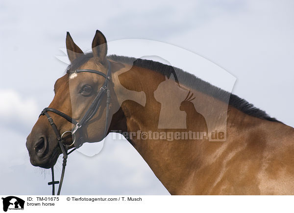 Wrttemberger / brown horse / TM-01675