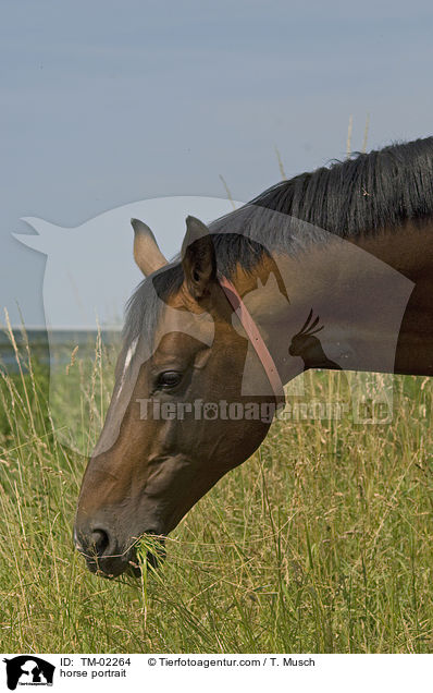 Wrttemberger Portrait / horse portrait / TM-02264