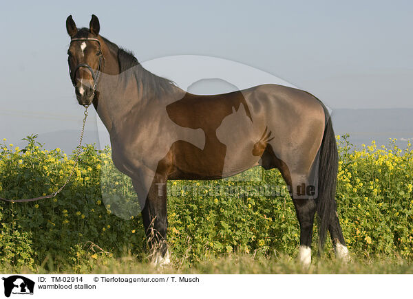 warmblood stallion / TM-02914