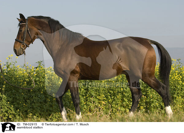 warmblood stallion / TM-02915