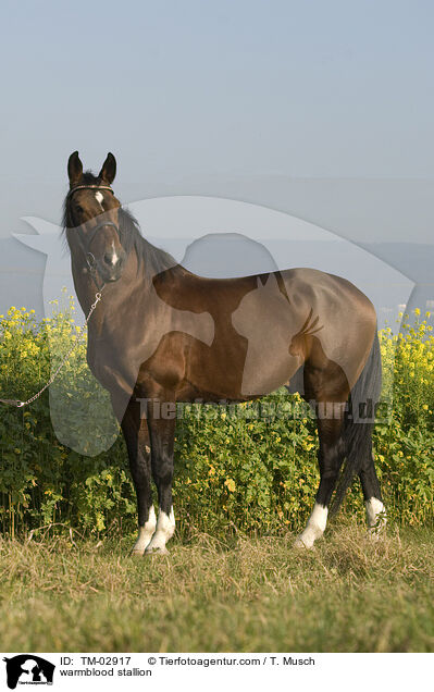 warmblood stallion / TM-02917